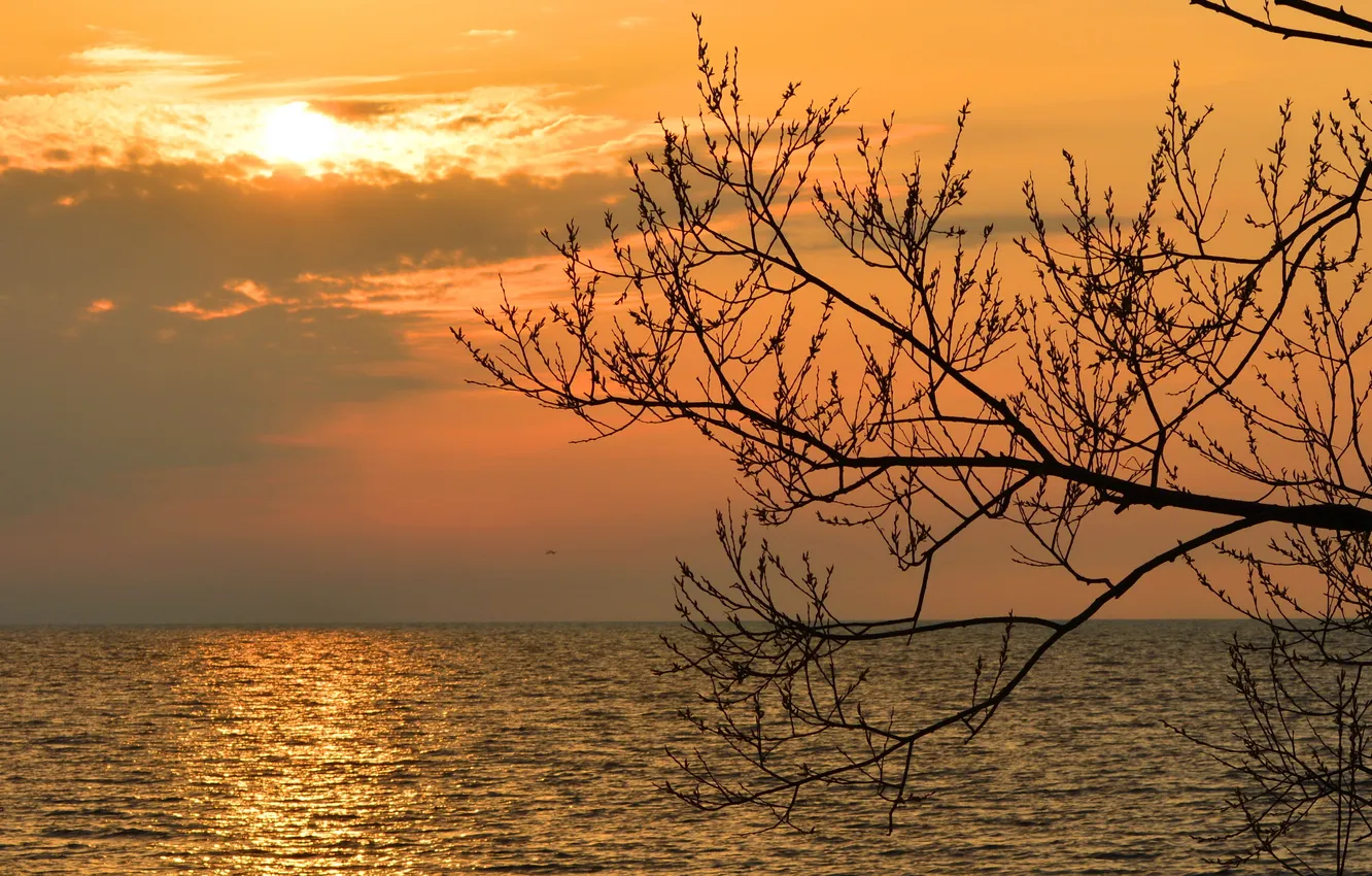 Photo wallpaper sea, the sky, trees, branches, dawn, horizon, silhouette, dawn