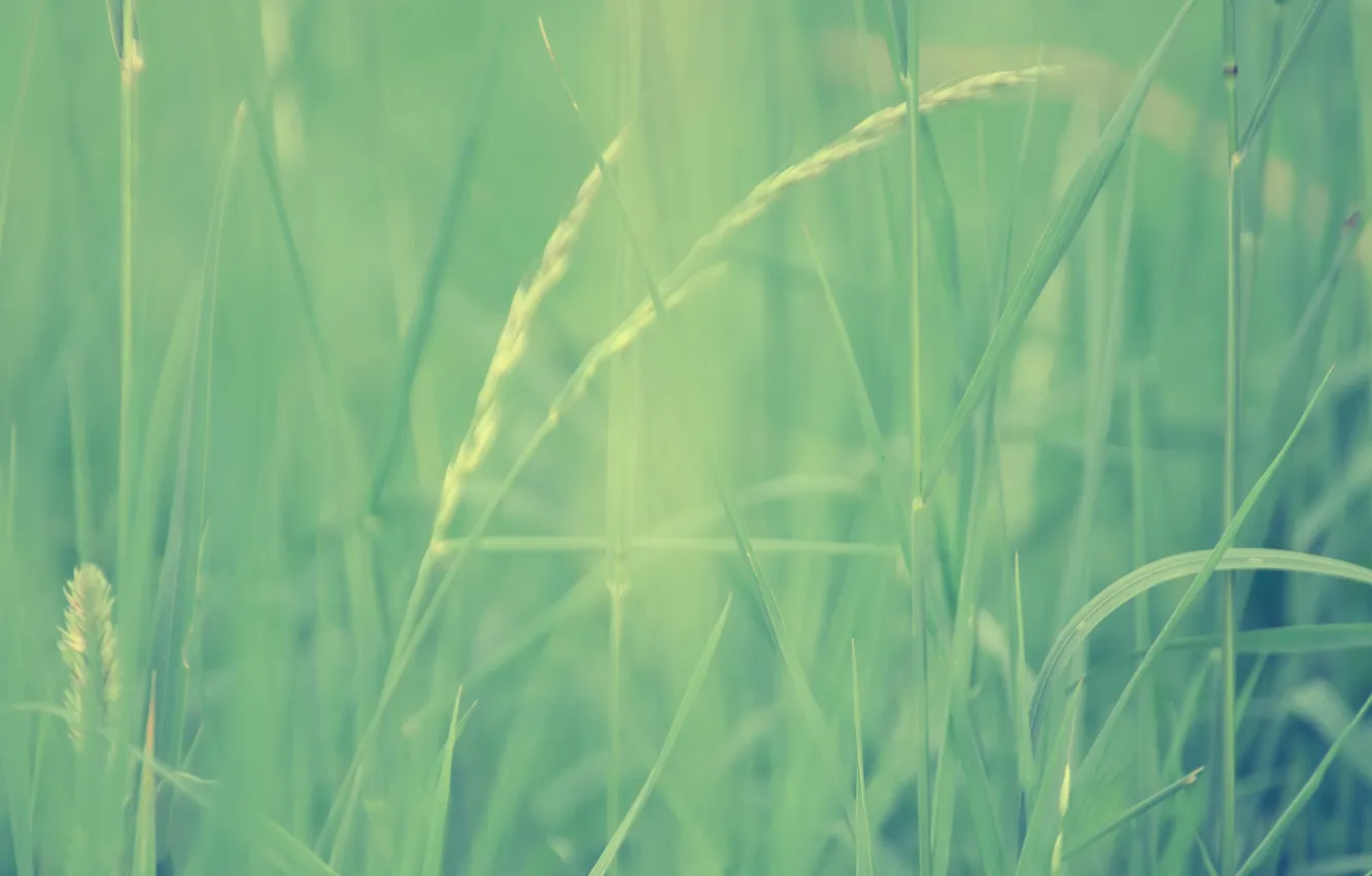 Photo wallpaper grass, macro, blur, green