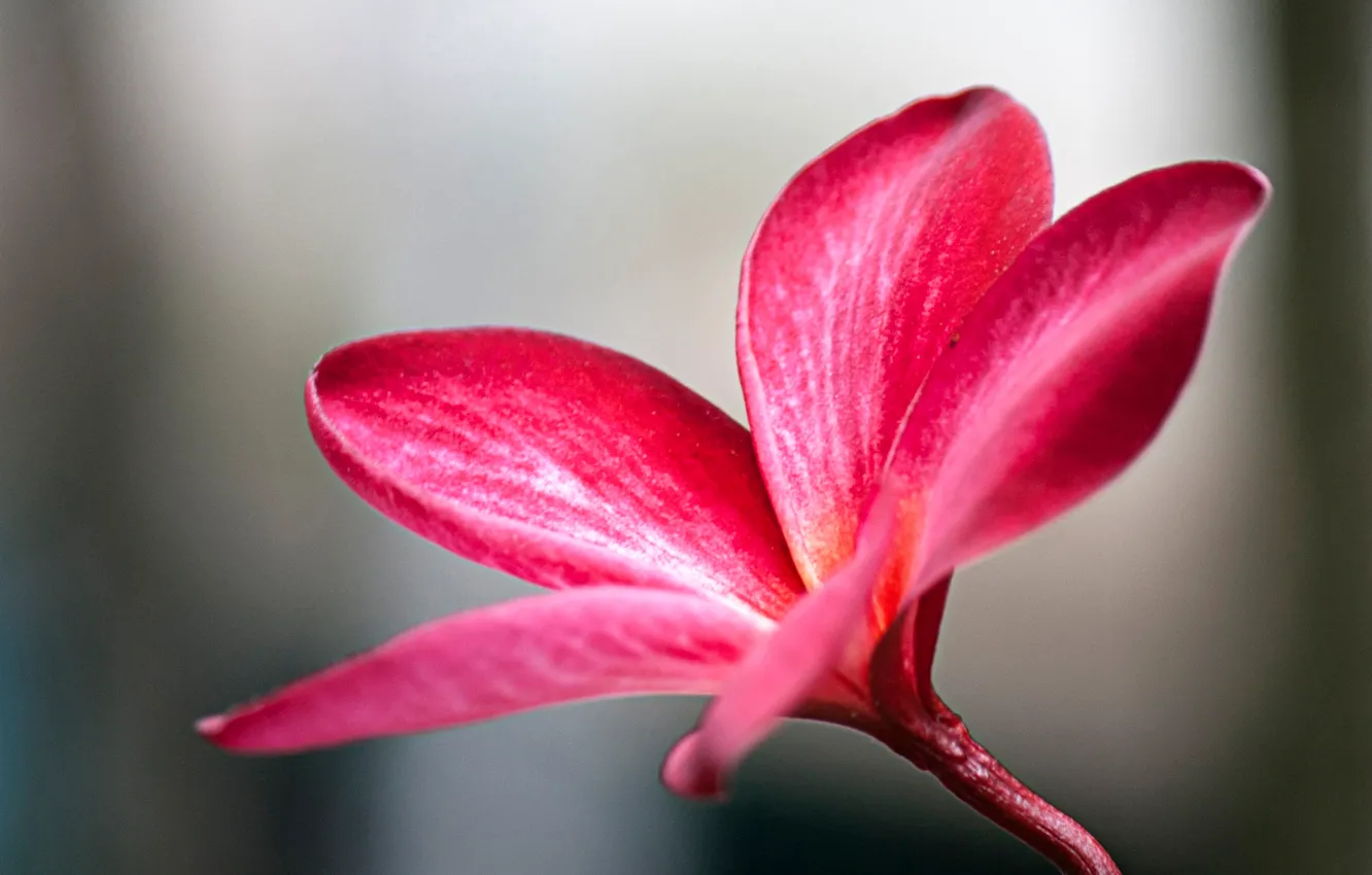 Photo wallpaper trees, flowers, petals, stem, plumeria, plumeria