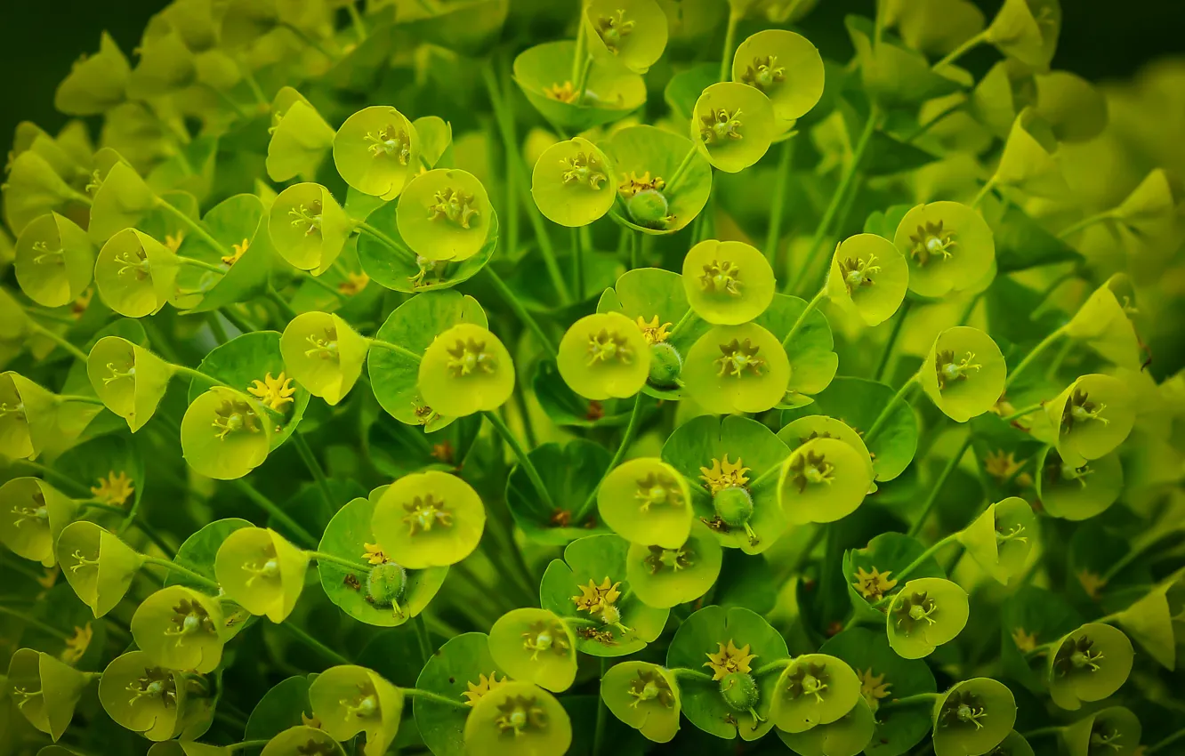 Photo wallpaper leaves, flowers, greens., flora
