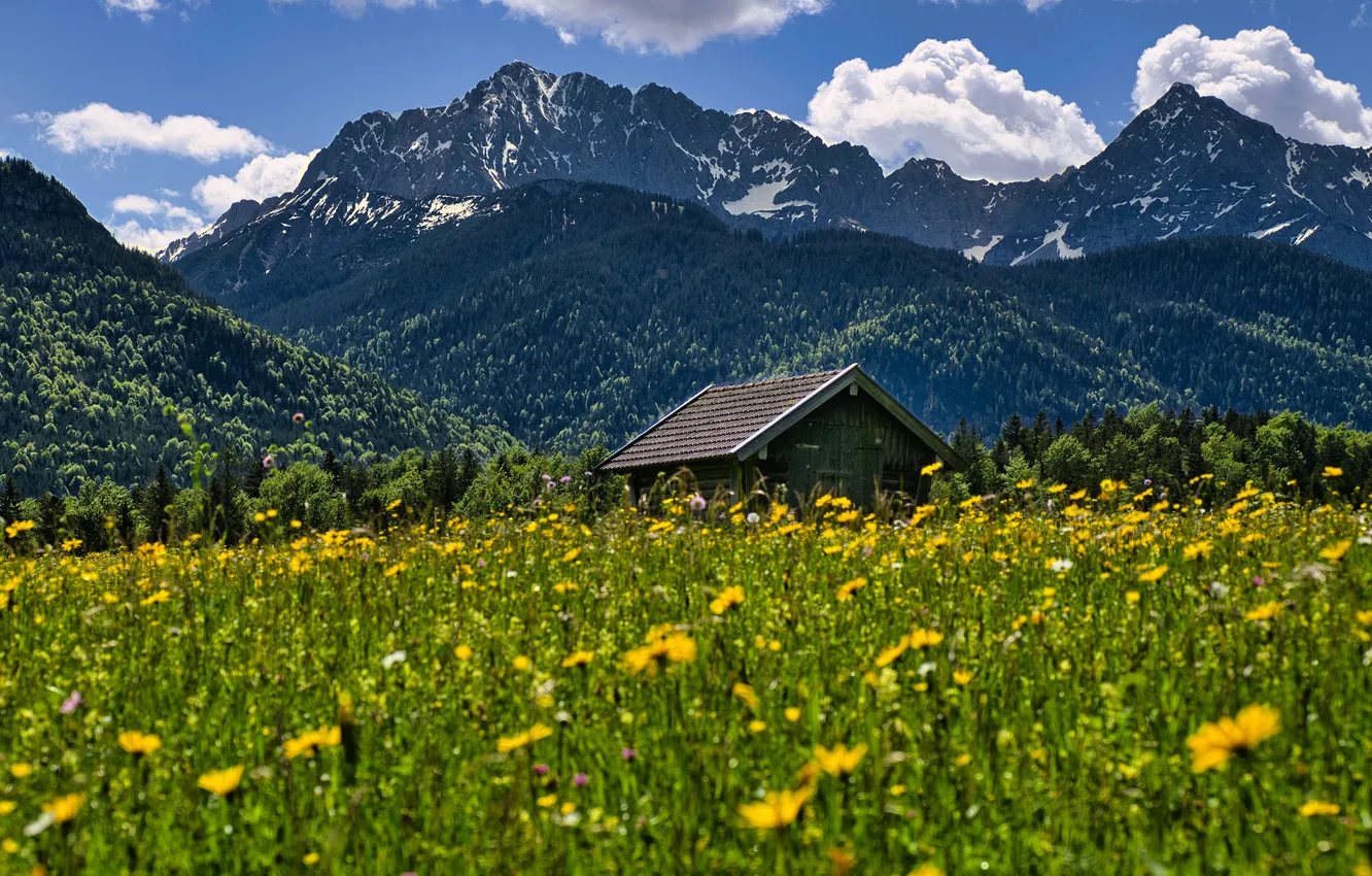 Photo wallpaper flowers, tops, house, mountains, field, meadow, slope
