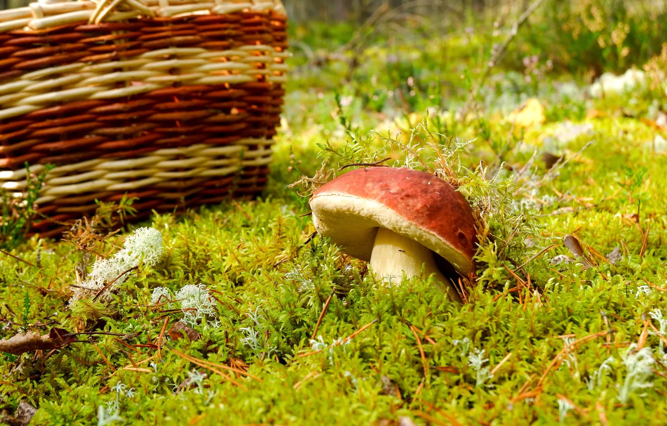 Photo wallpaper forest, nature, find, glade, mushroom, moss, basket, white mushroom