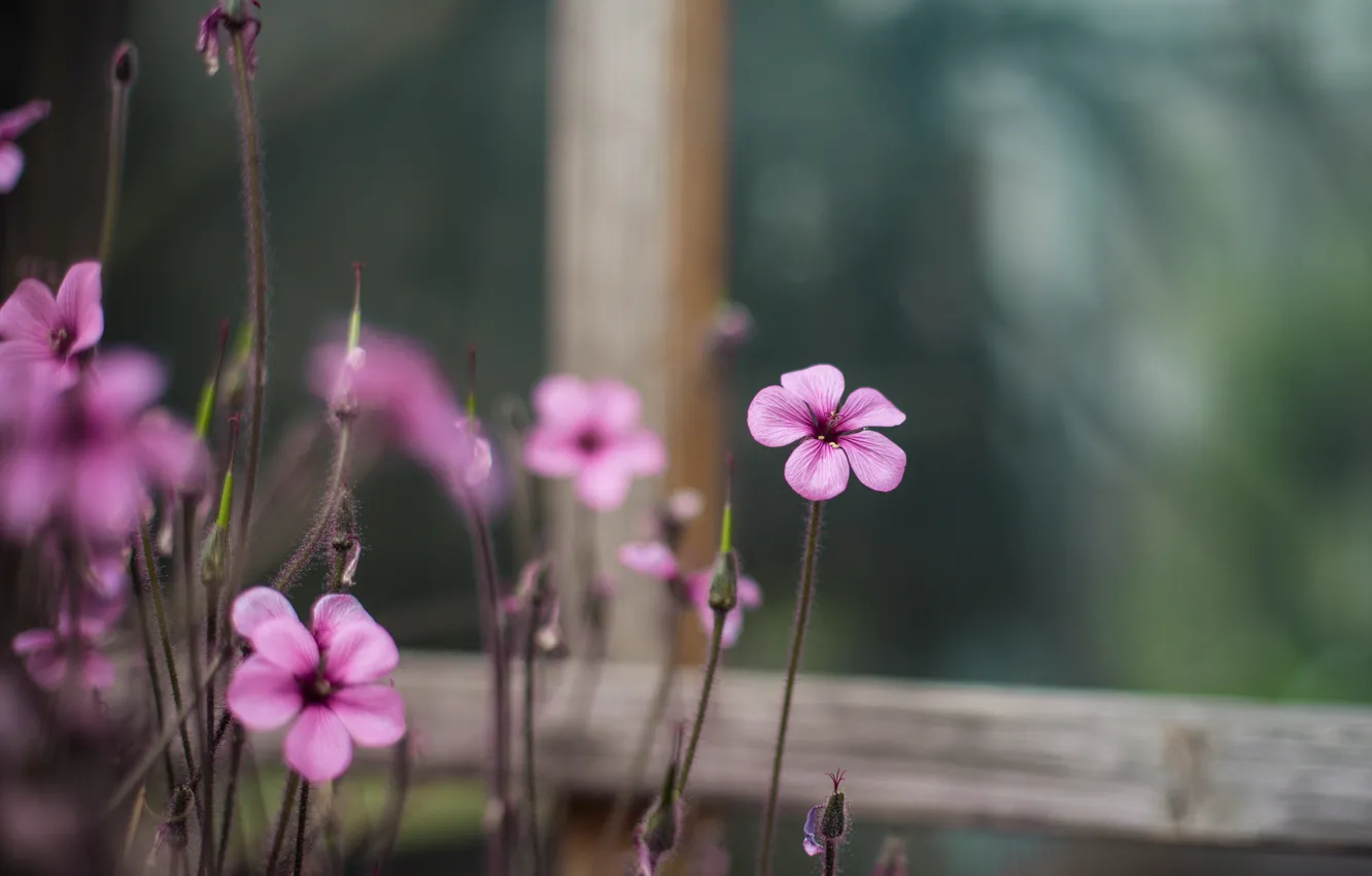 Photo wallpaper macro, flowers, blur, window, pink, Oxalis