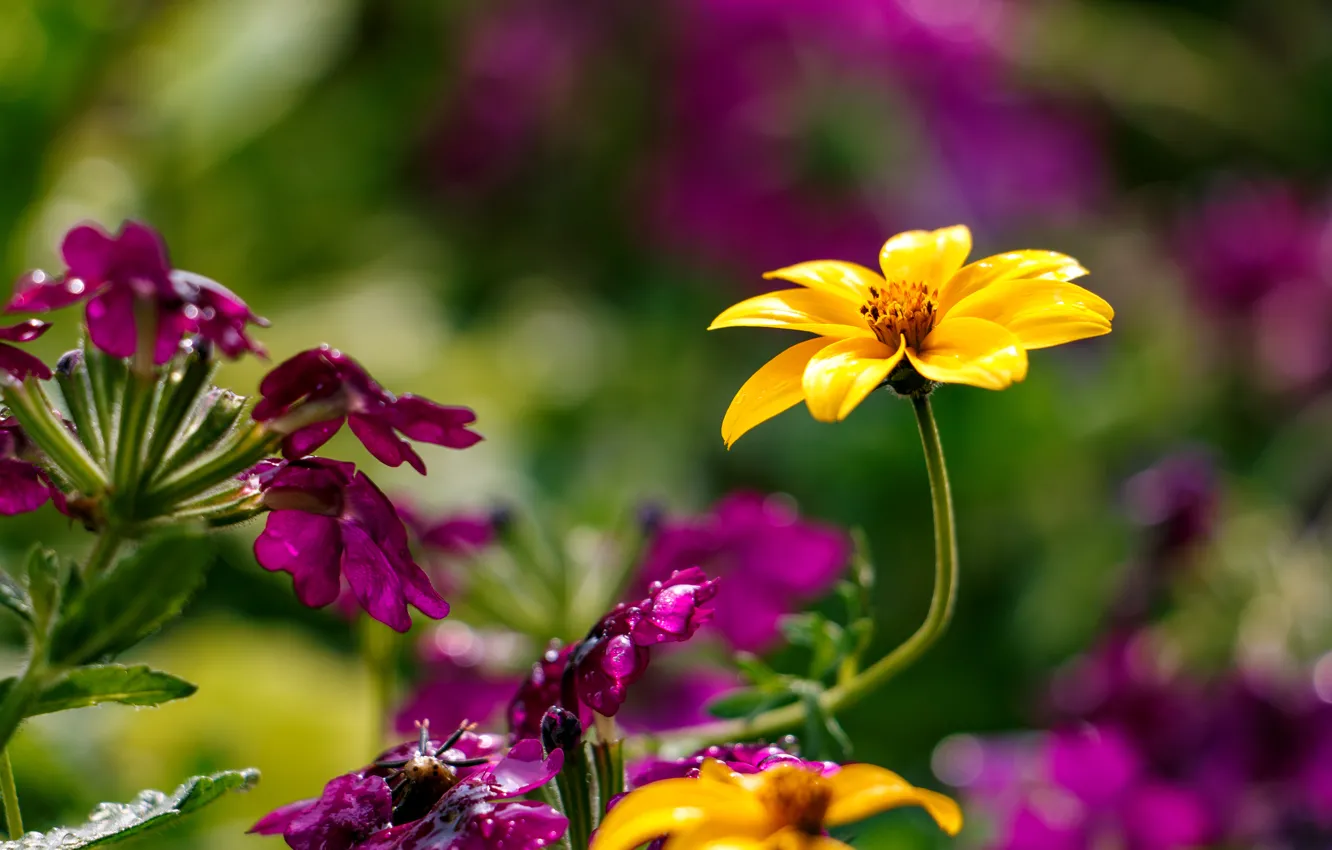 Photo wallpaper macro, bokeh, Coreopsis