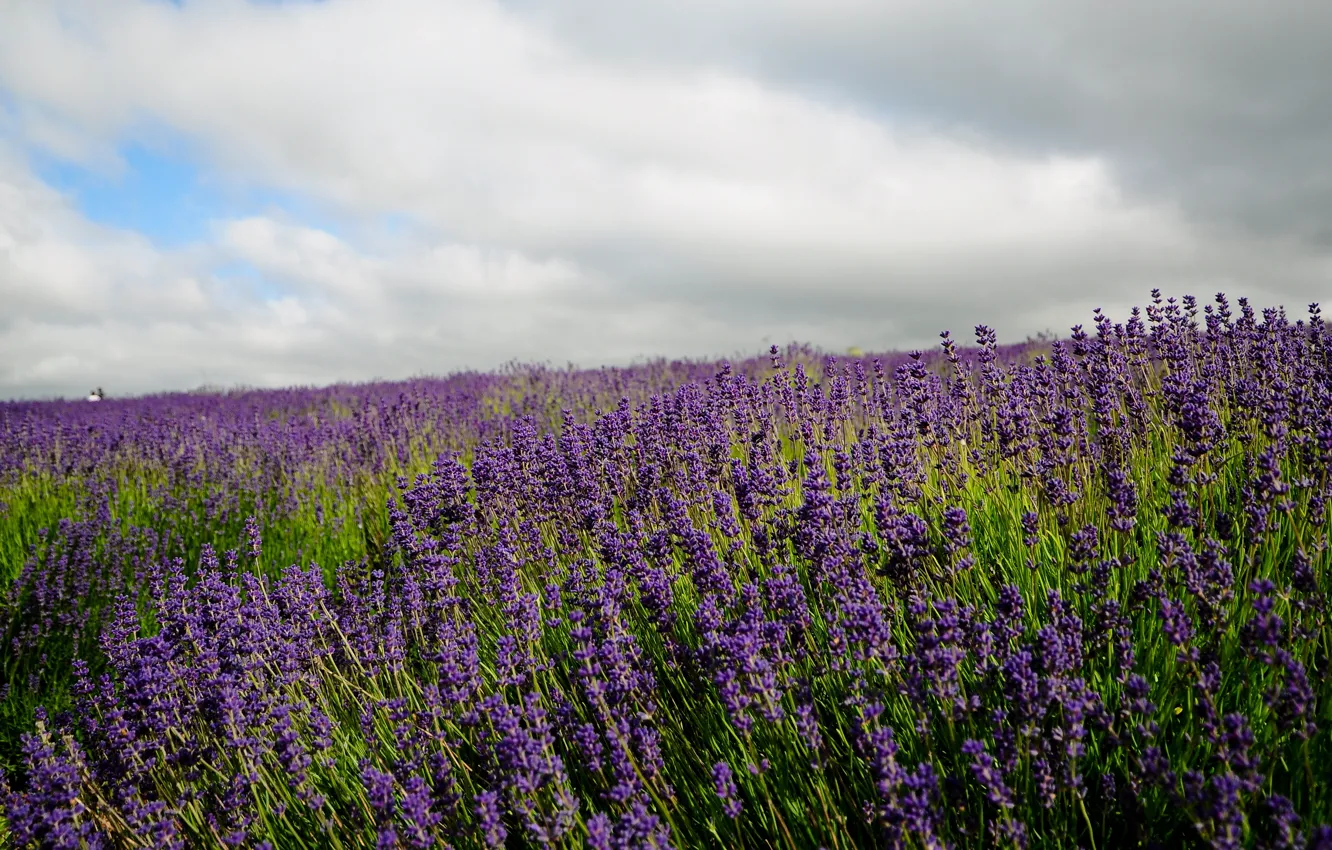 Photo wallpaper summer, the sky, clouds, flowers, lavender, lilac, plantation, lavender field
