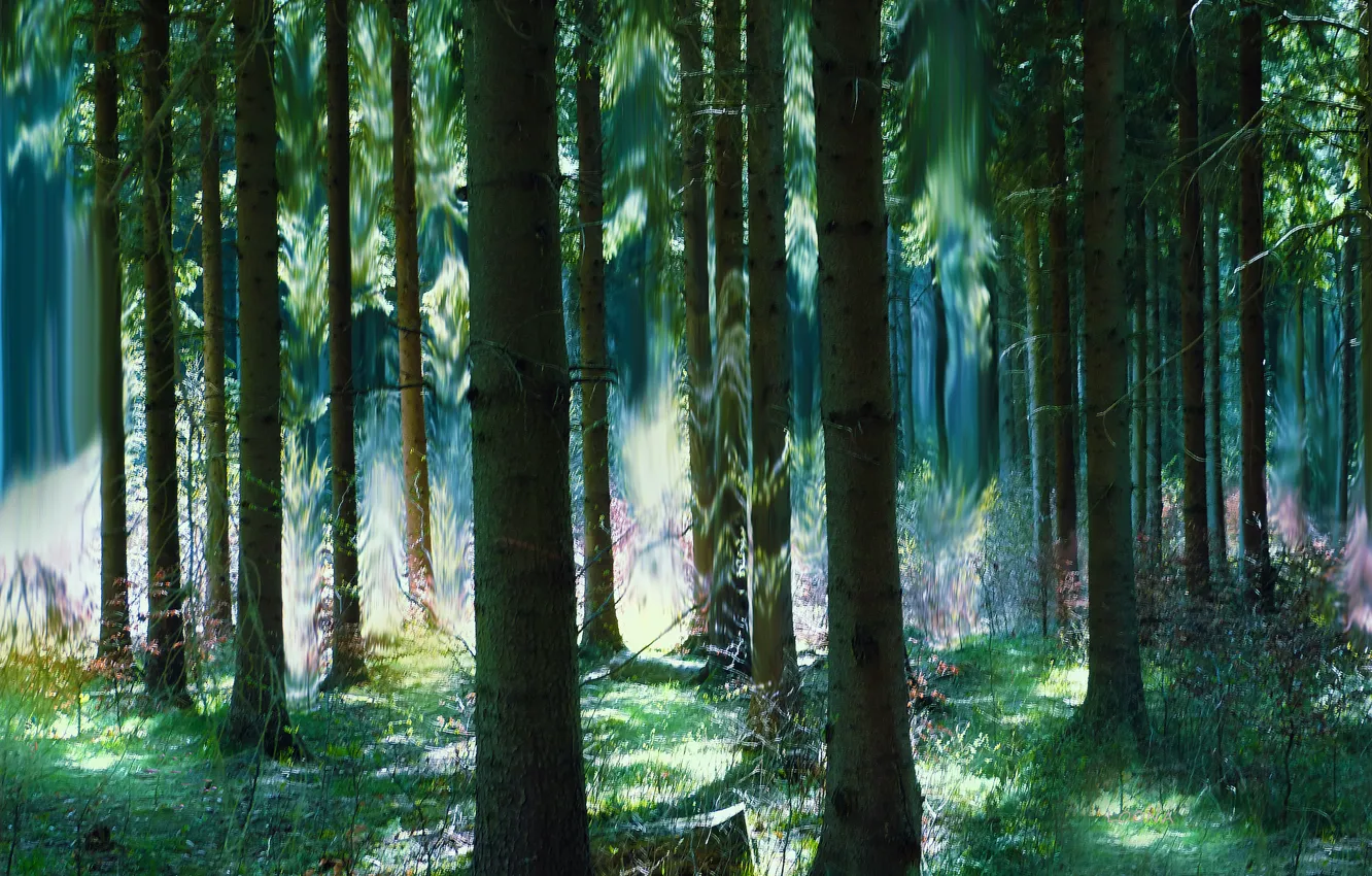 Photo wallpaper forest, summer, trees, magic