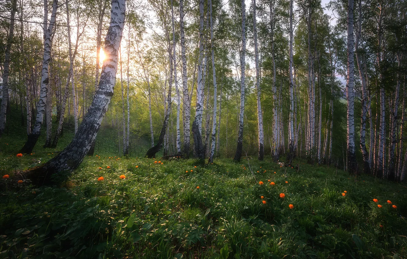 Photo wallpaper forest, flowers, birch, Russia, birch, grove, birch, birch grove