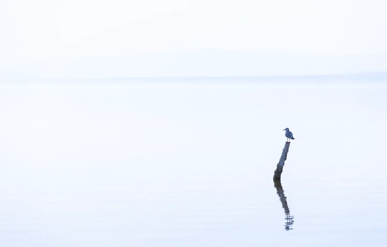 Photo wallpaper lake, bird, minimalism