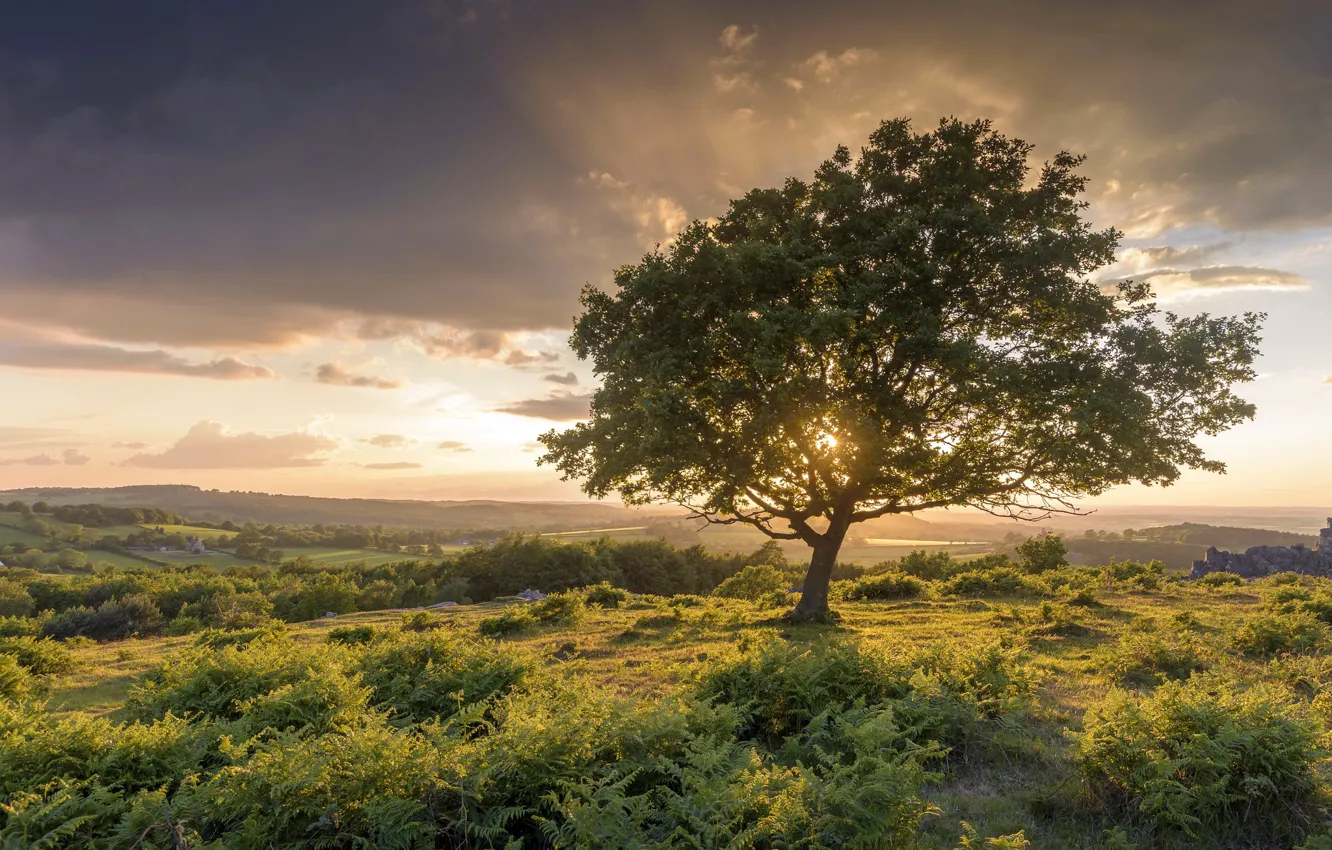 Photo wallpaper field, trees, sunset