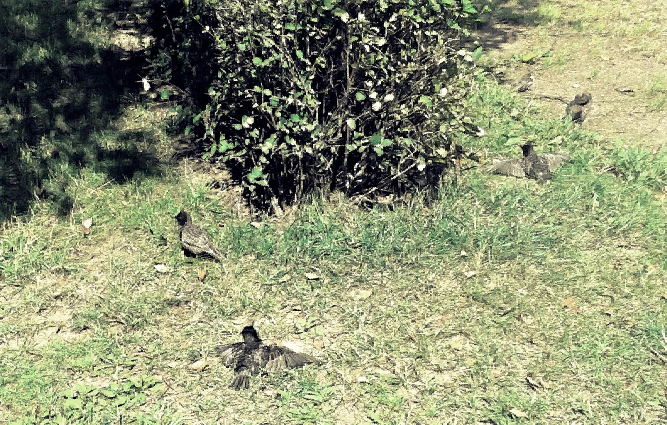 Photo wallpaper bird, heat, July, Starling, leto2024