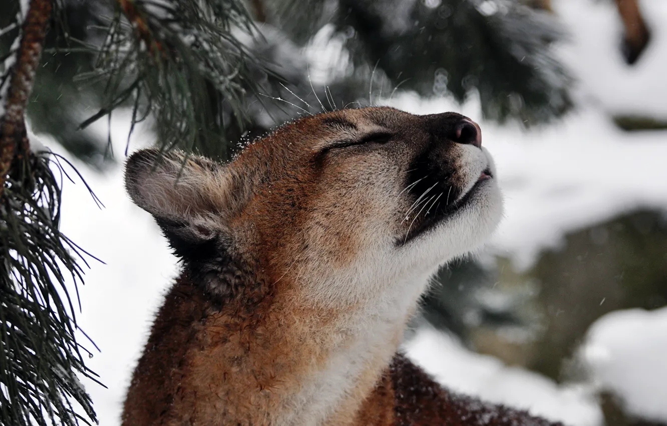 Photo wallpaper mustache, face, snow, branch, predator, Puma, pine, mountain lion