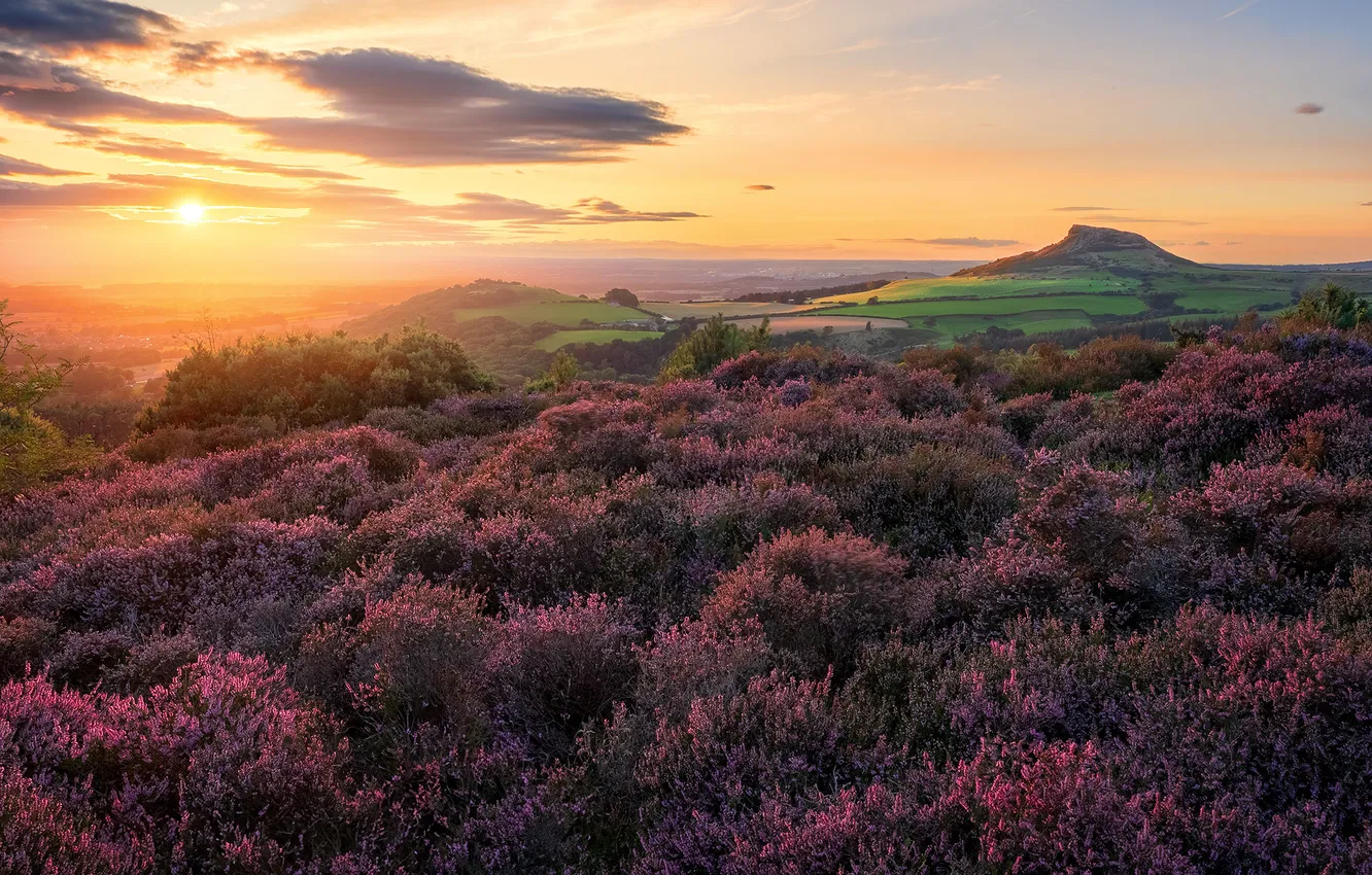 Photo wallpaper field, the sky, the sun, flowers, dawn, morning, Heather