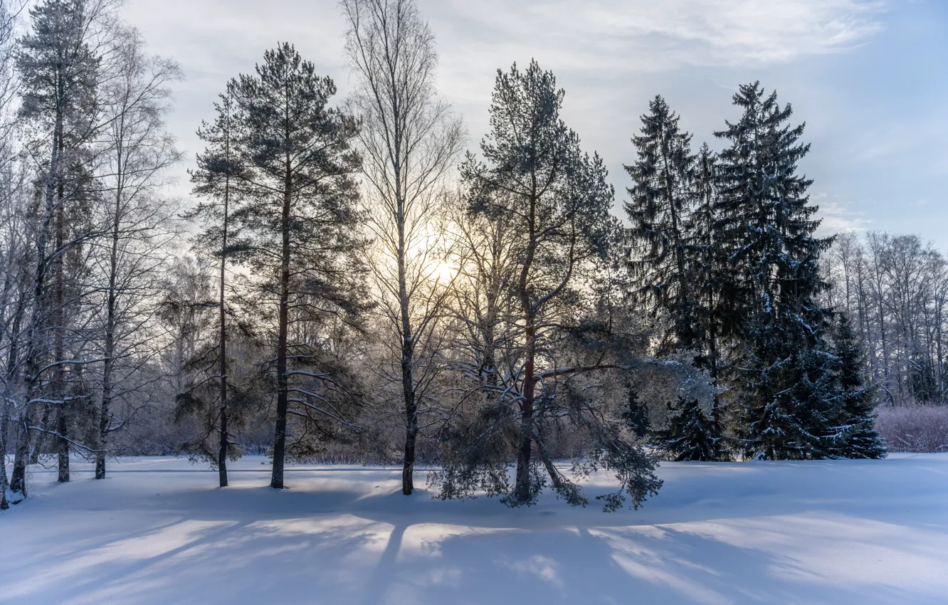 Photo wallpaper winter, the sun, Park, tree, Pavloask