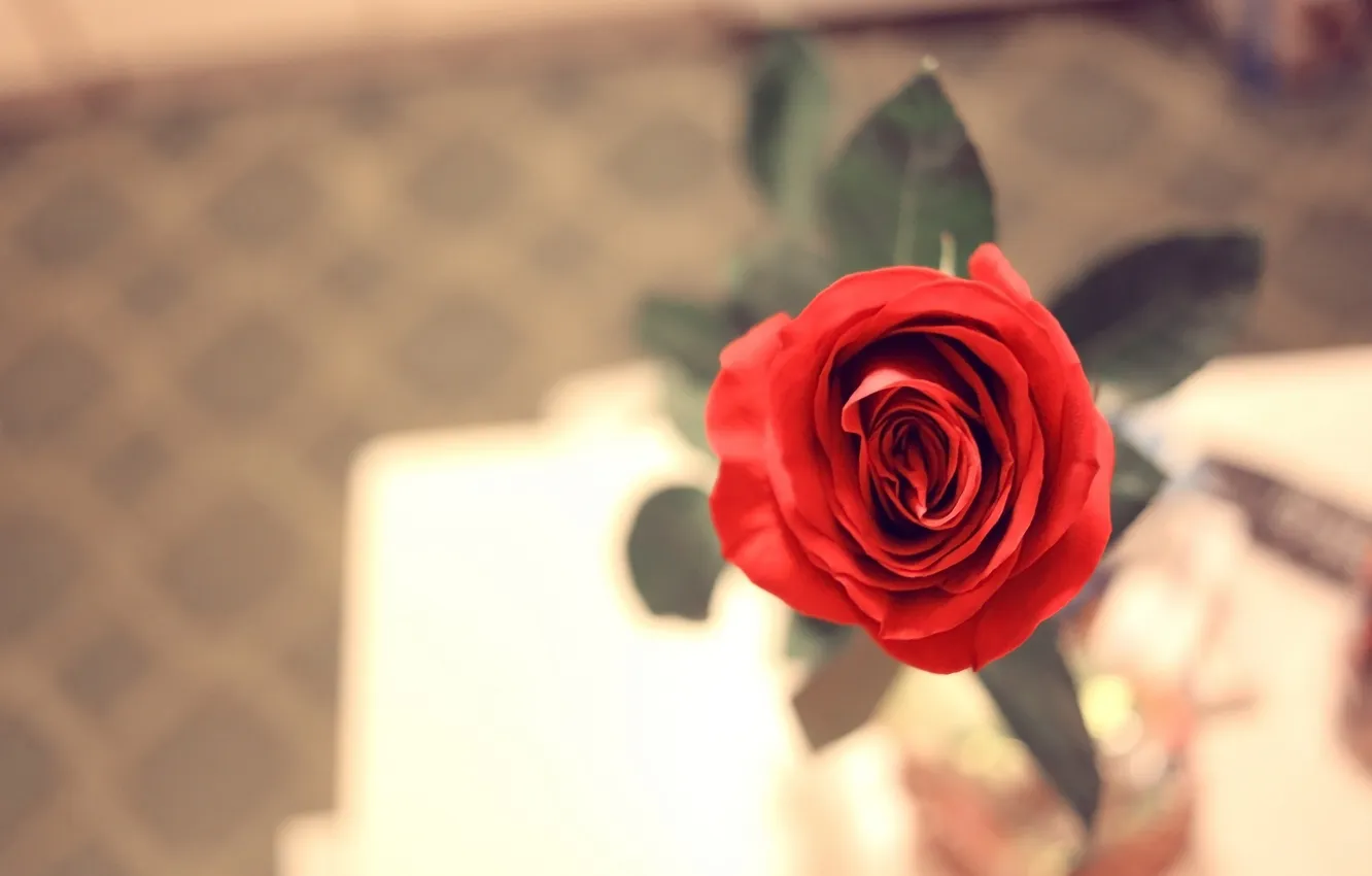 Photo wallpaper flowers, roses, petals