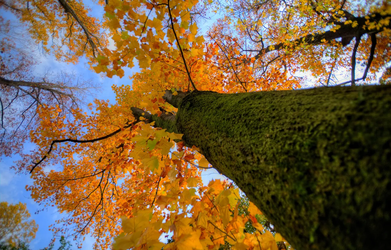 Photo wallpaper autumn, the sky, leaves, trees, trunk, crown