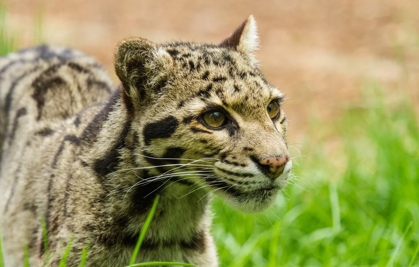 Photo wallpaper cat, leopard, clouded leopard