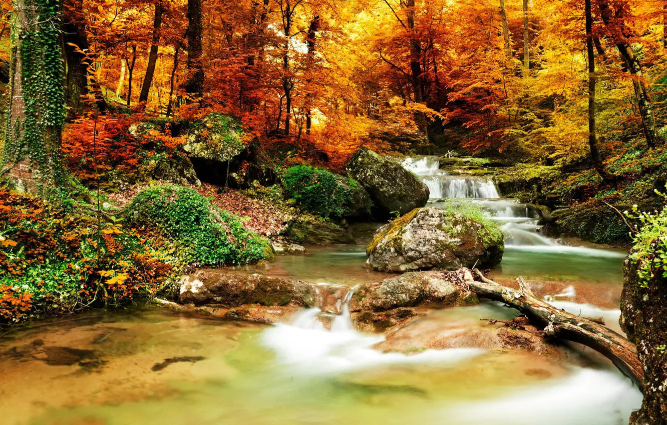 Photo wallpaper autumn, forest, nature, stream, stones, photo