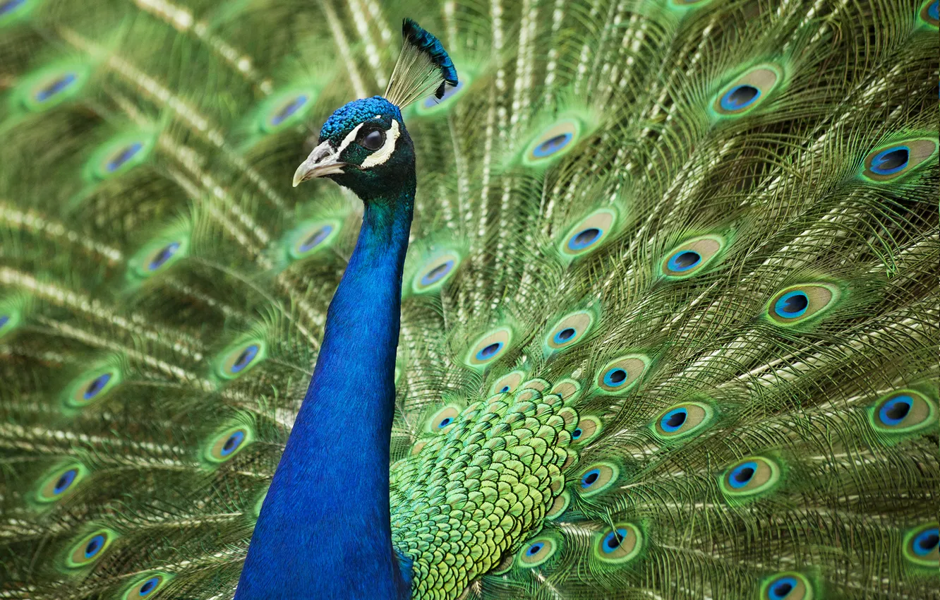 Photo wallpaper feathers, tail, peacock