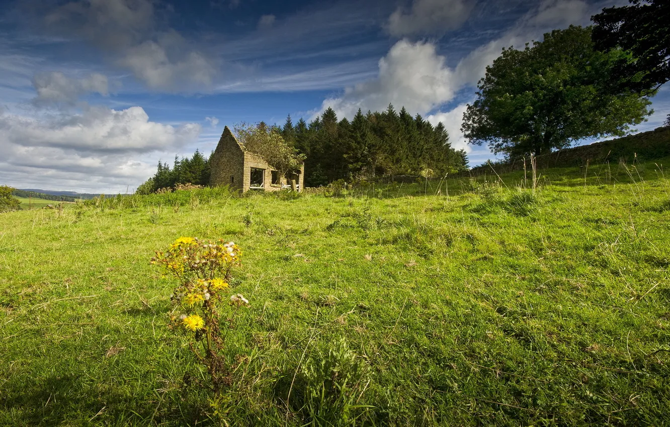 Photo wallpaper field, summer, landscape, home