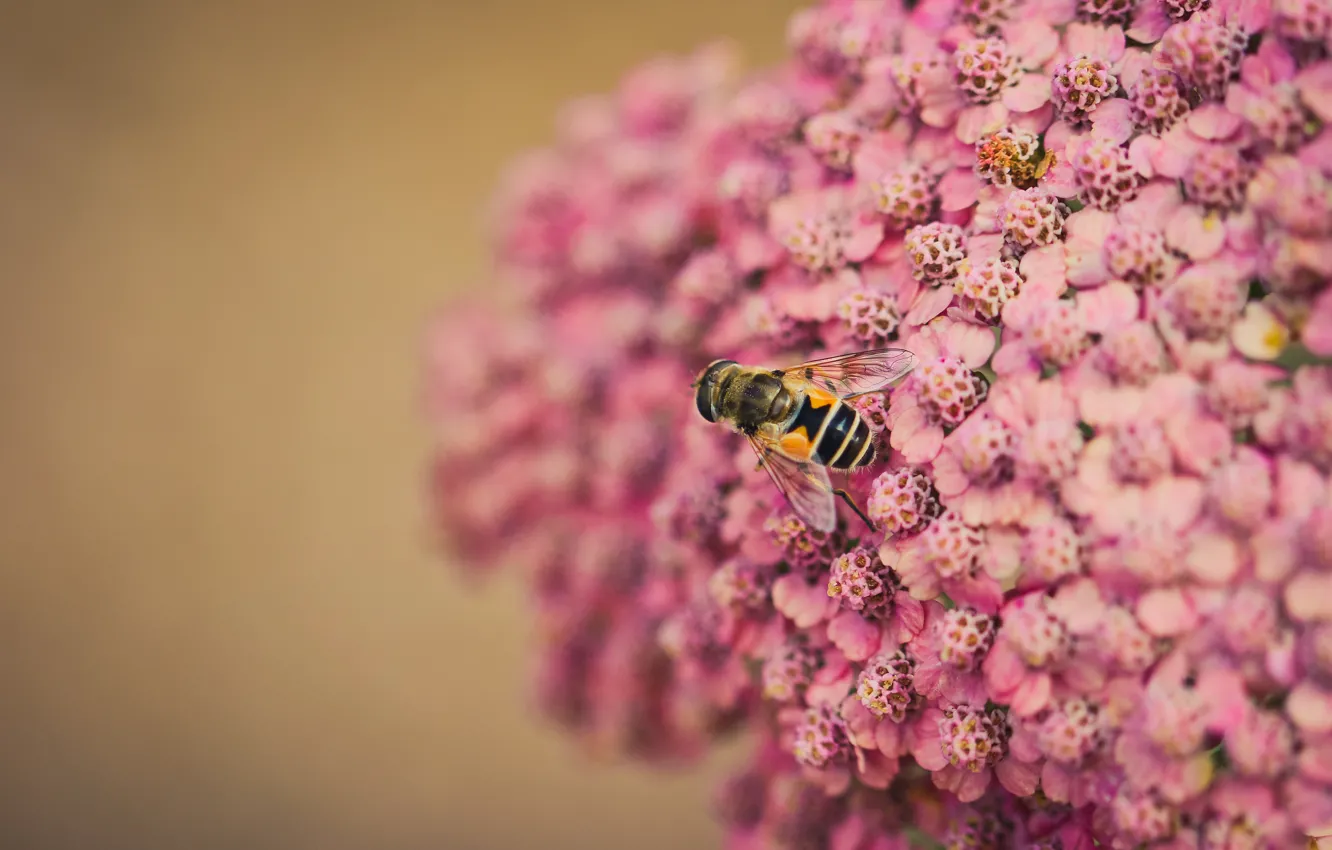 Photo wallpaper flowers, bee, background, blur