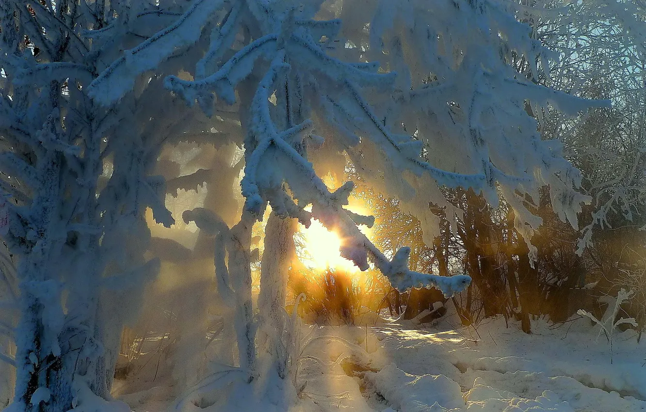 Photo wallpaper winter, forest, the sun, snow, trees