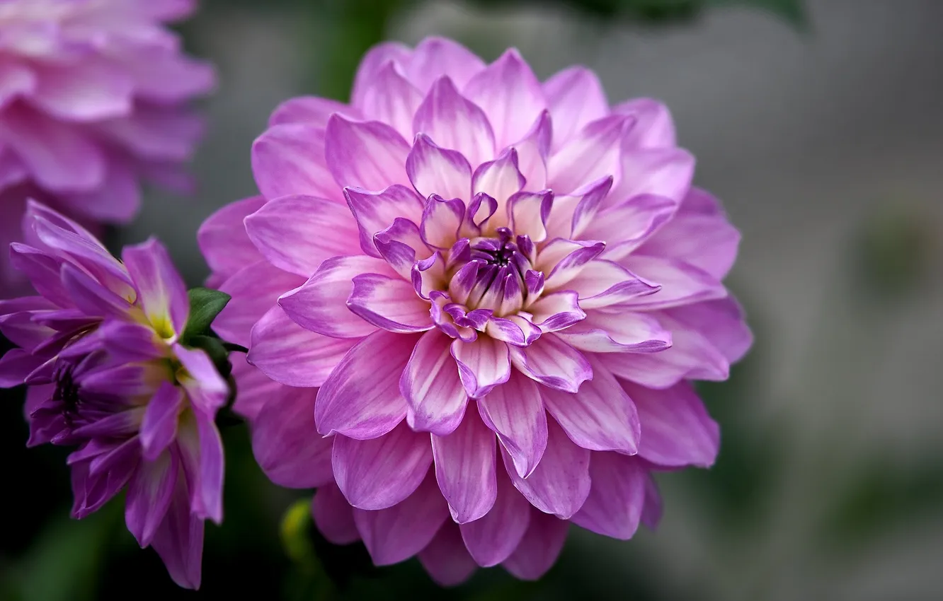 Photo wallpaper dahlias, Lilac flower