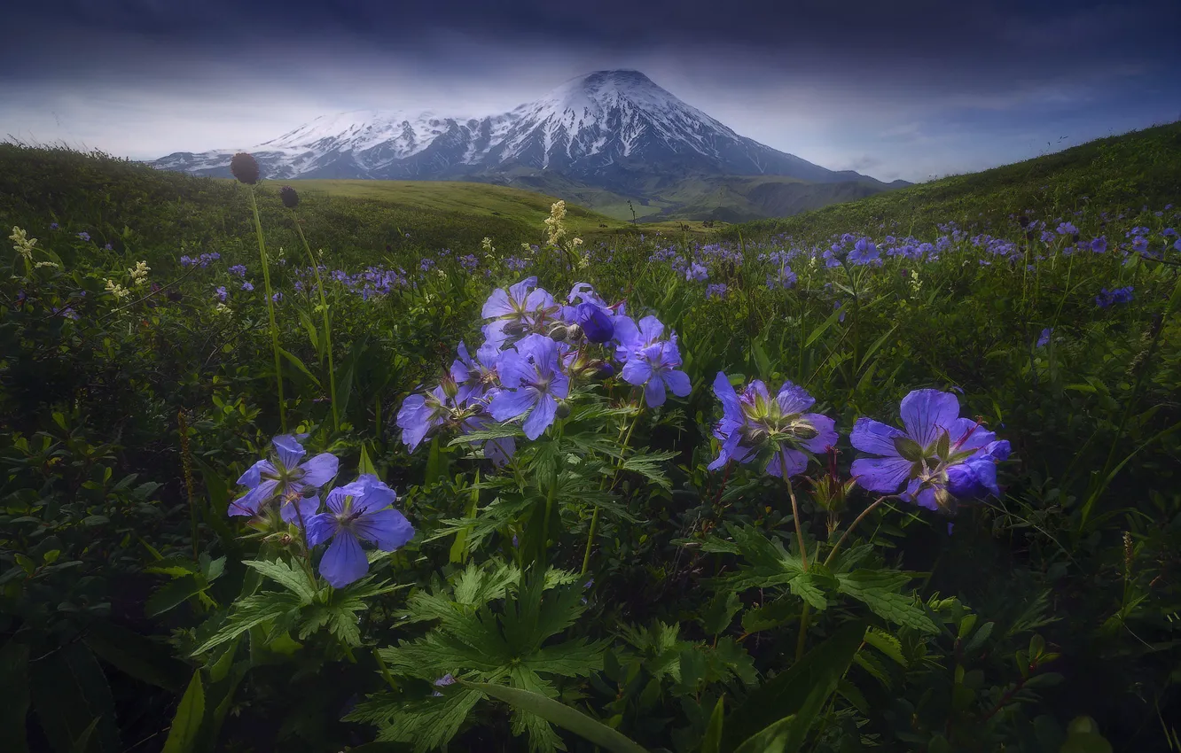 Photo wallpaper flowers, mountains, Meadow geranium