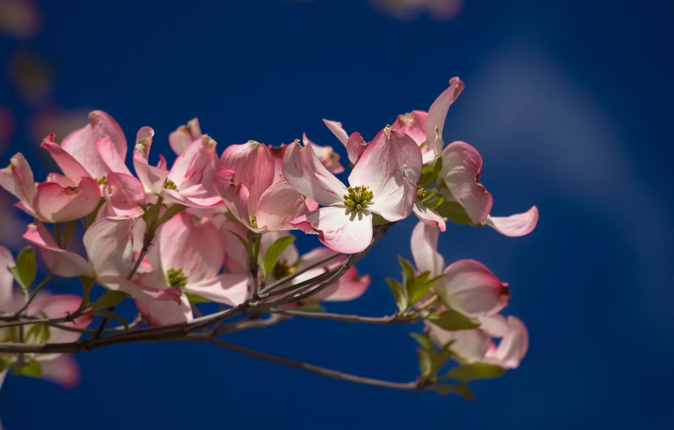 Photo wallpaper flowers, branches, background, flowering, dogwood