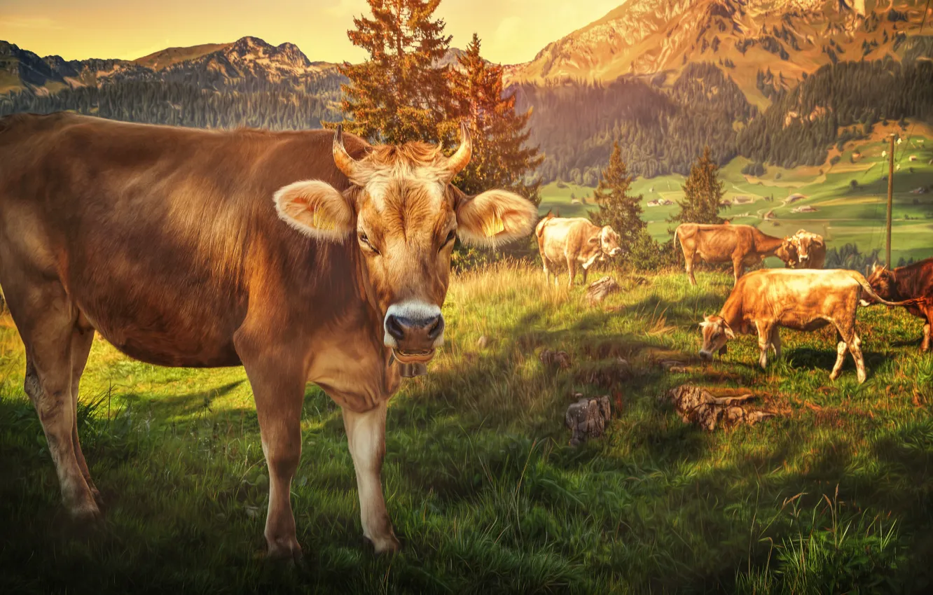 Photo wallpaper mountains, treatment, cows