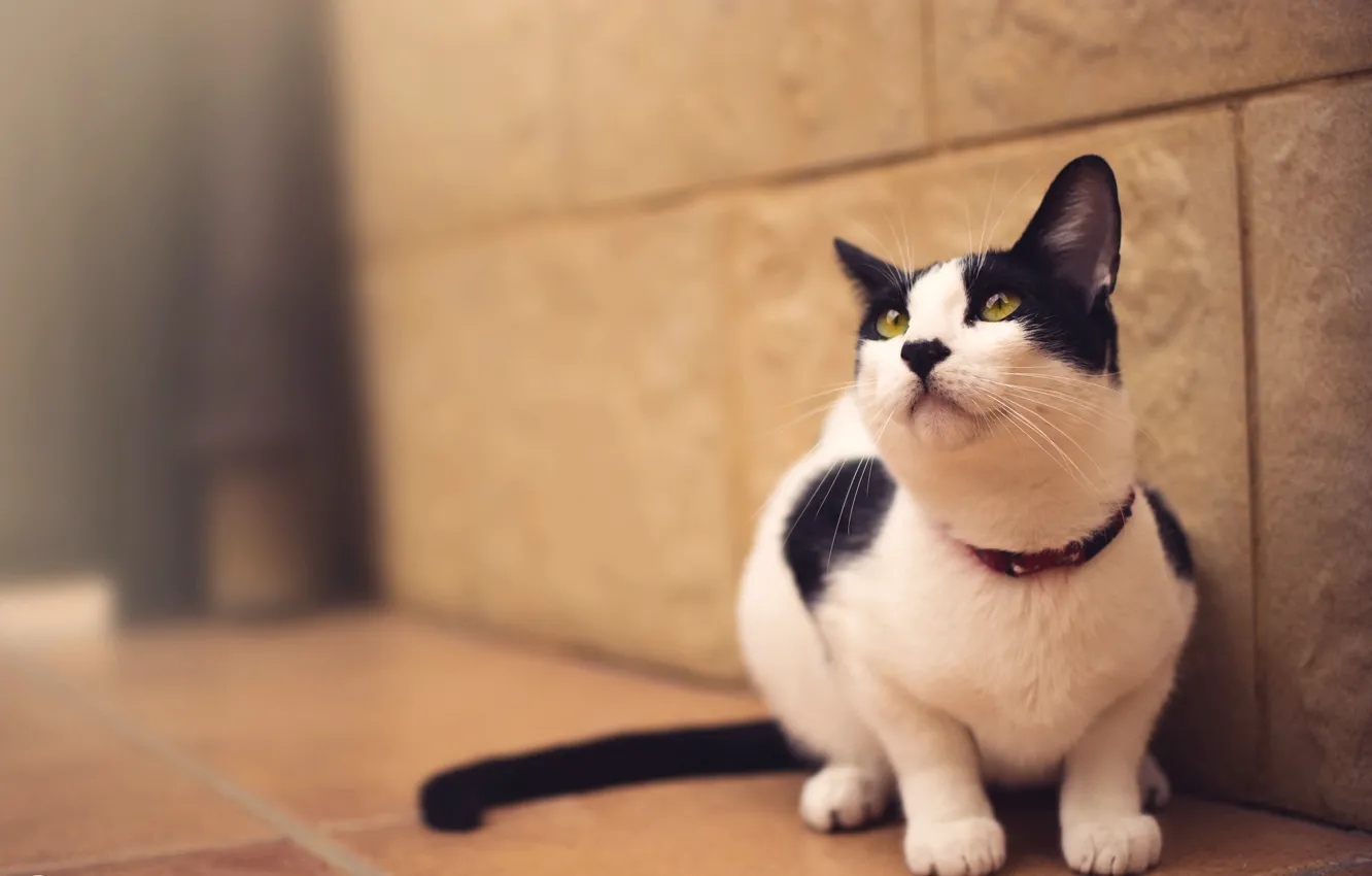 Photo wallpaper cat, look, background