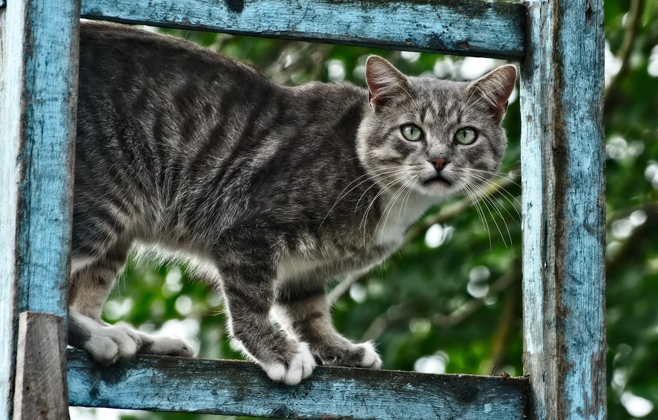 Photo wallpaper cat, cat, animal, Wallpaper, HDR