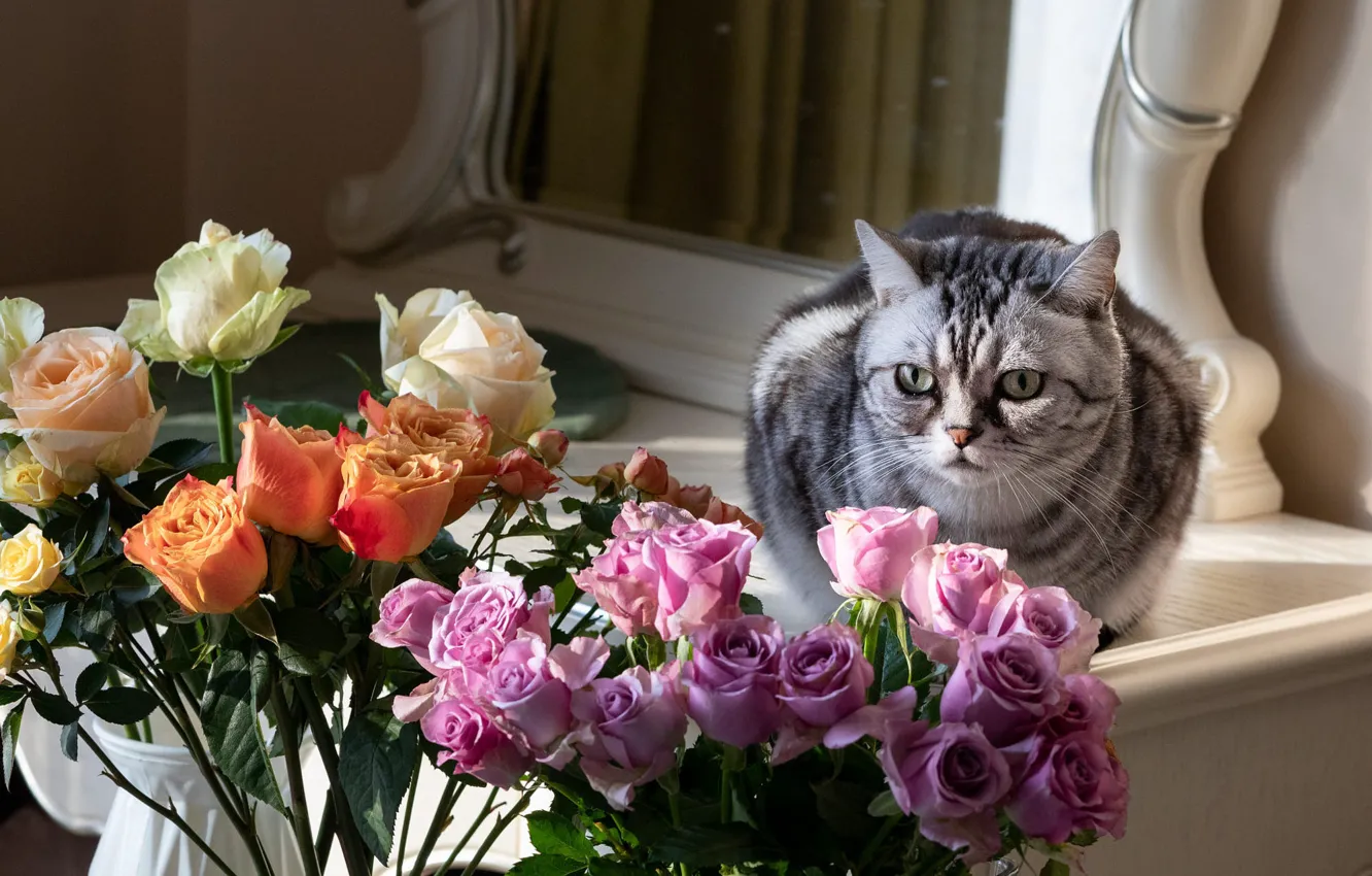 Photo wallpaper cat, cat, look, light, flowers, orange, grey, roses