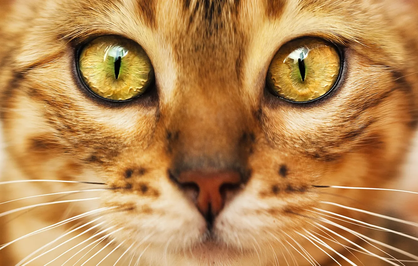 Photo wallpaper cat, look, muzzle, color, green eyes