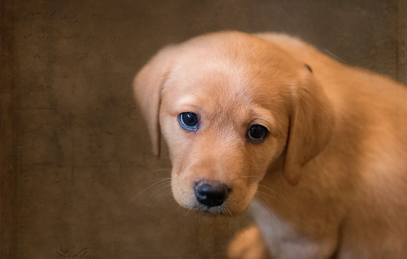 Photo wallpaper look, background, dog, texture, puppy, face, Labrador Retriever