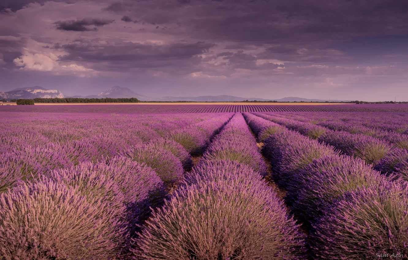 Photo wallpaper field, lavender, Provence