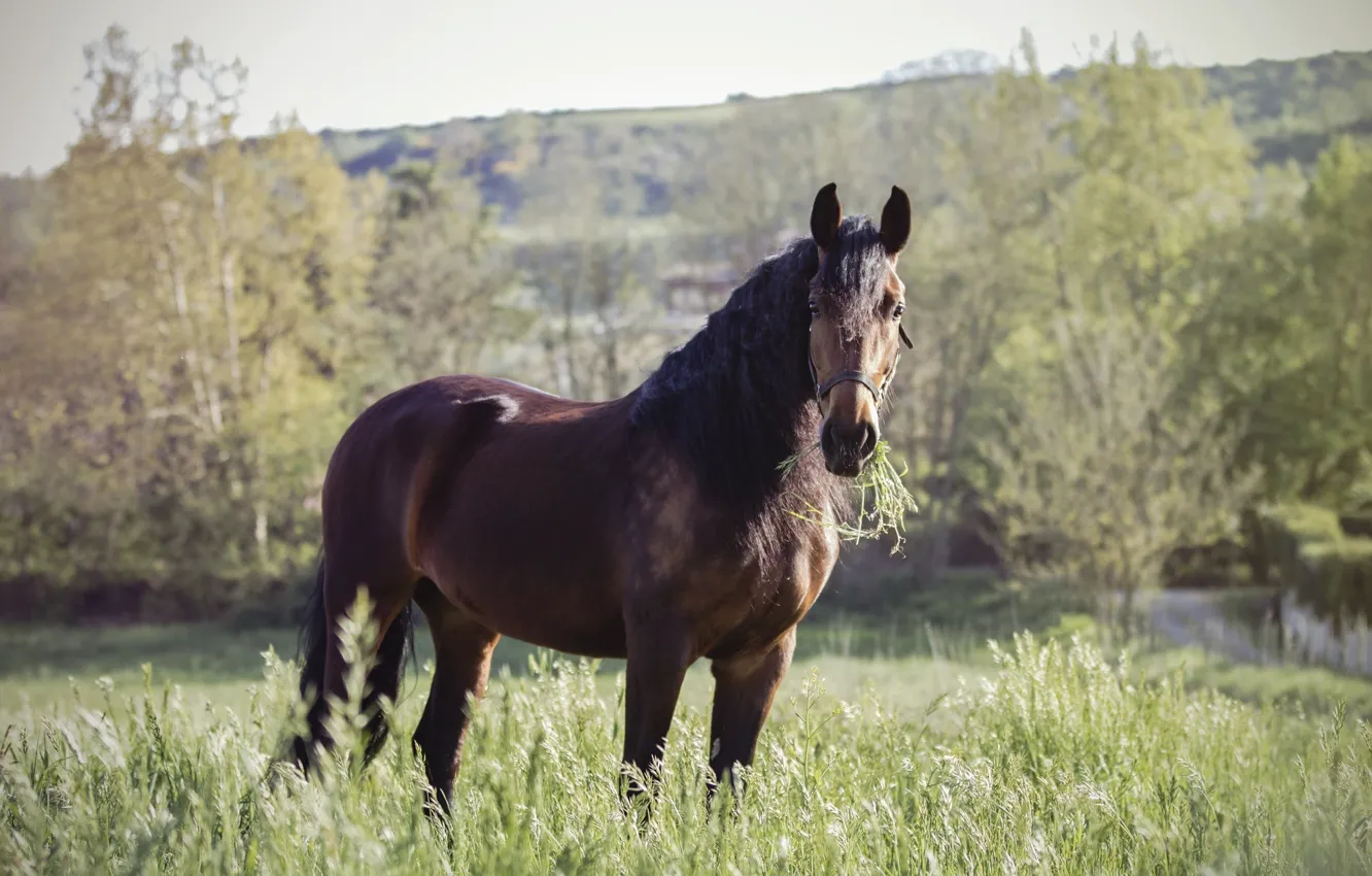 Photo wallpaper summer, horse, horse, pasture, chestnut