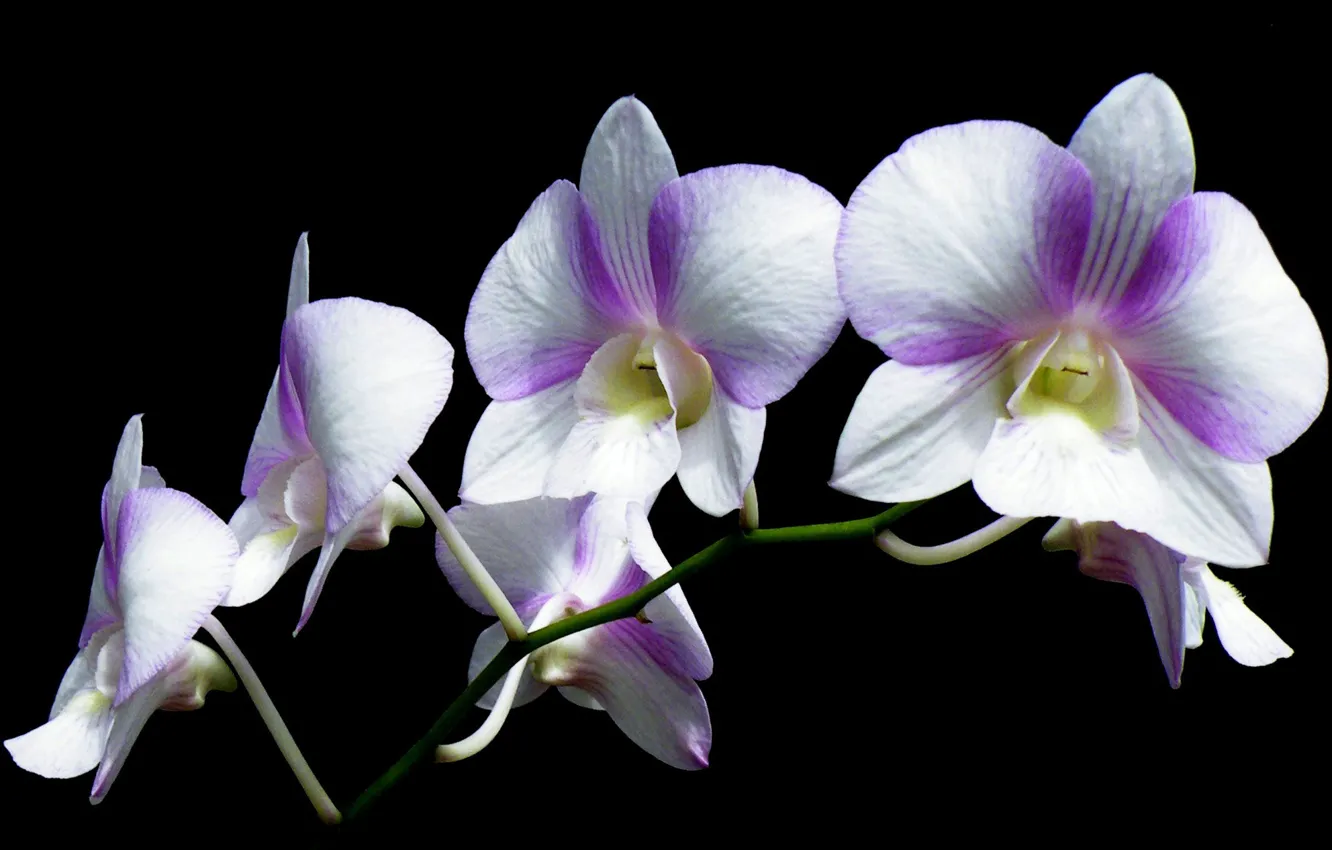 Photo wallpaper macro, background, petals, Orchid, inflorescence