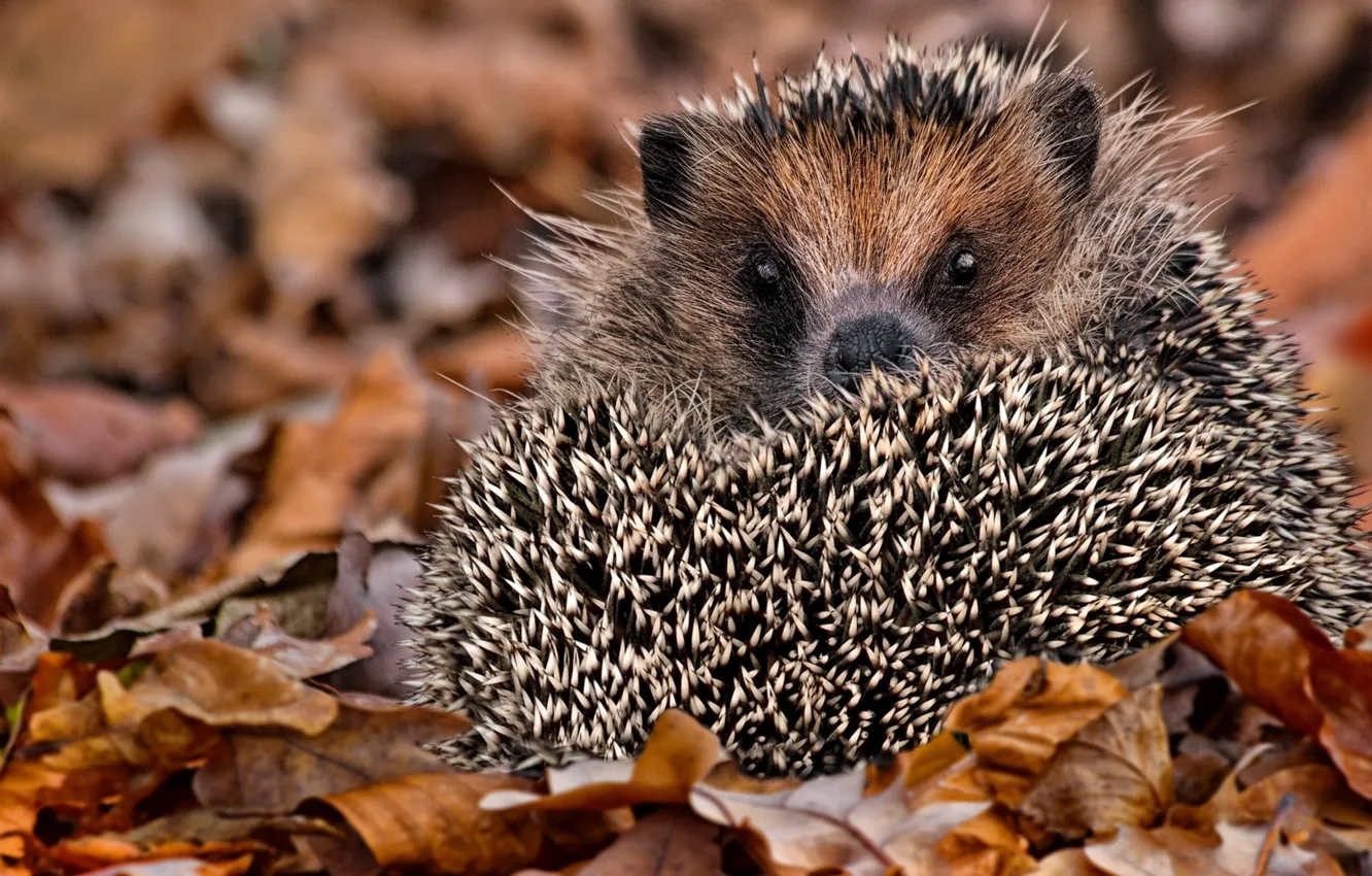 Photo wallpaper autumn, look, barb, hedgehog, hedgehog