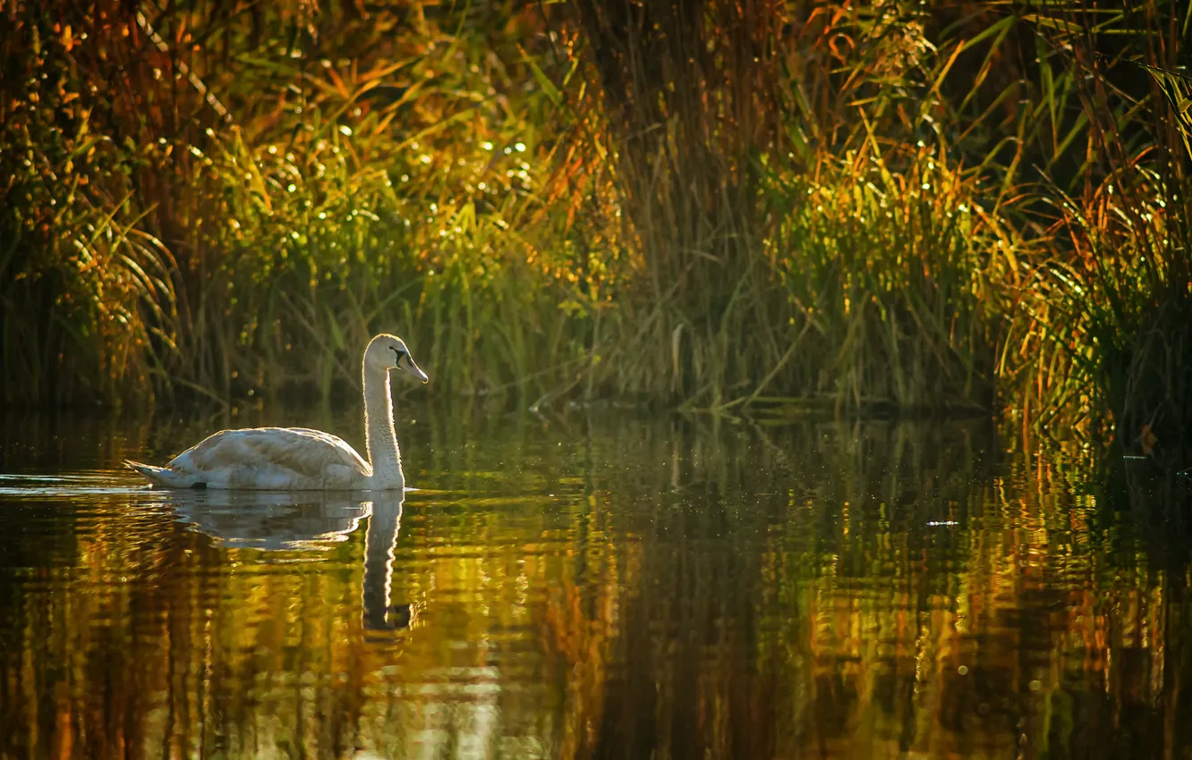 Photo wallpaper lake, pond, reed, swans