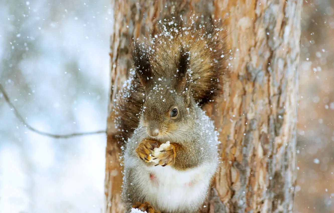 Photo wallpaper winter, snow, nature, tree, animal, protein, trunk, animal