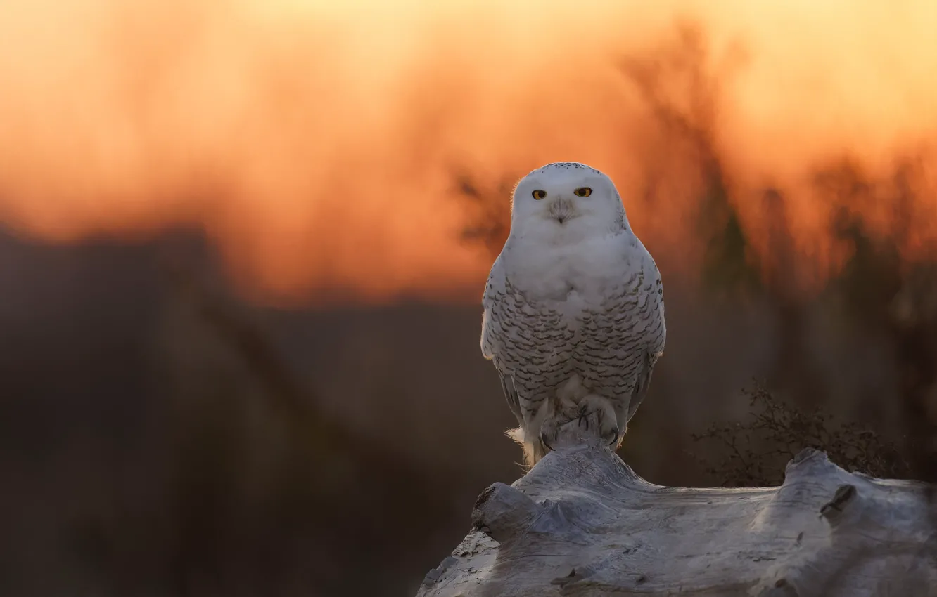 Photo wallpaper sunset, owl, bird, bokeh, polar