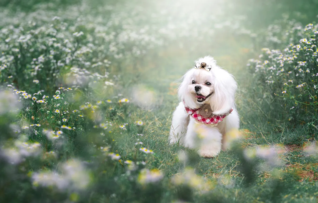 Photo wallpaper language, white, look, flowers, nature, glade, dog, puppy