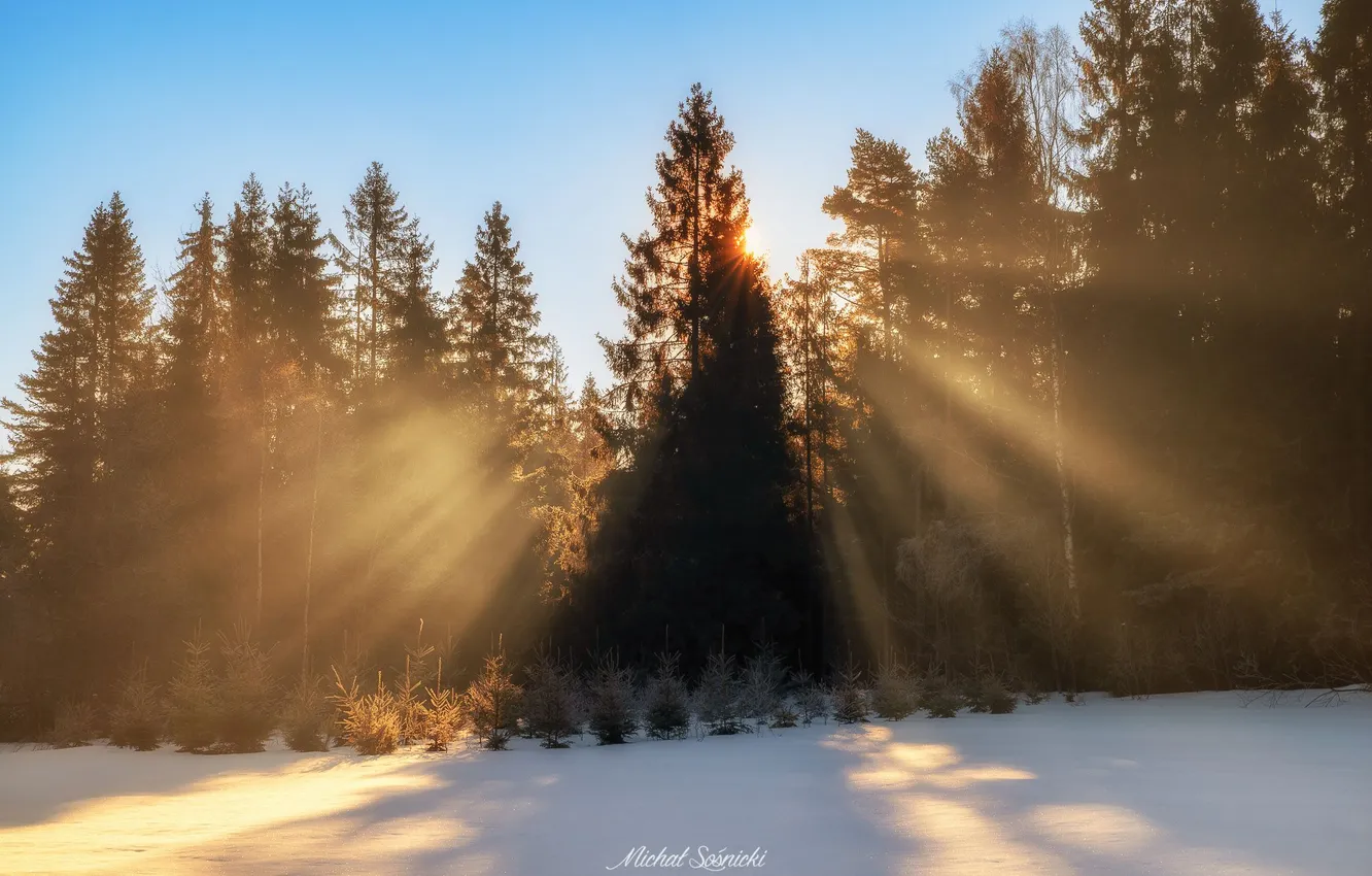Photo wallpaper forest, nature, dawn, morning, Sośnicki Michael