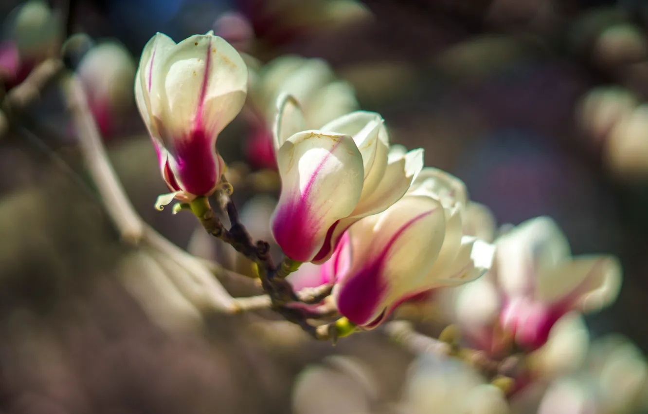 Photo wallpaper light, flowers, blur, branch, spring, buds, flowering, bokeh