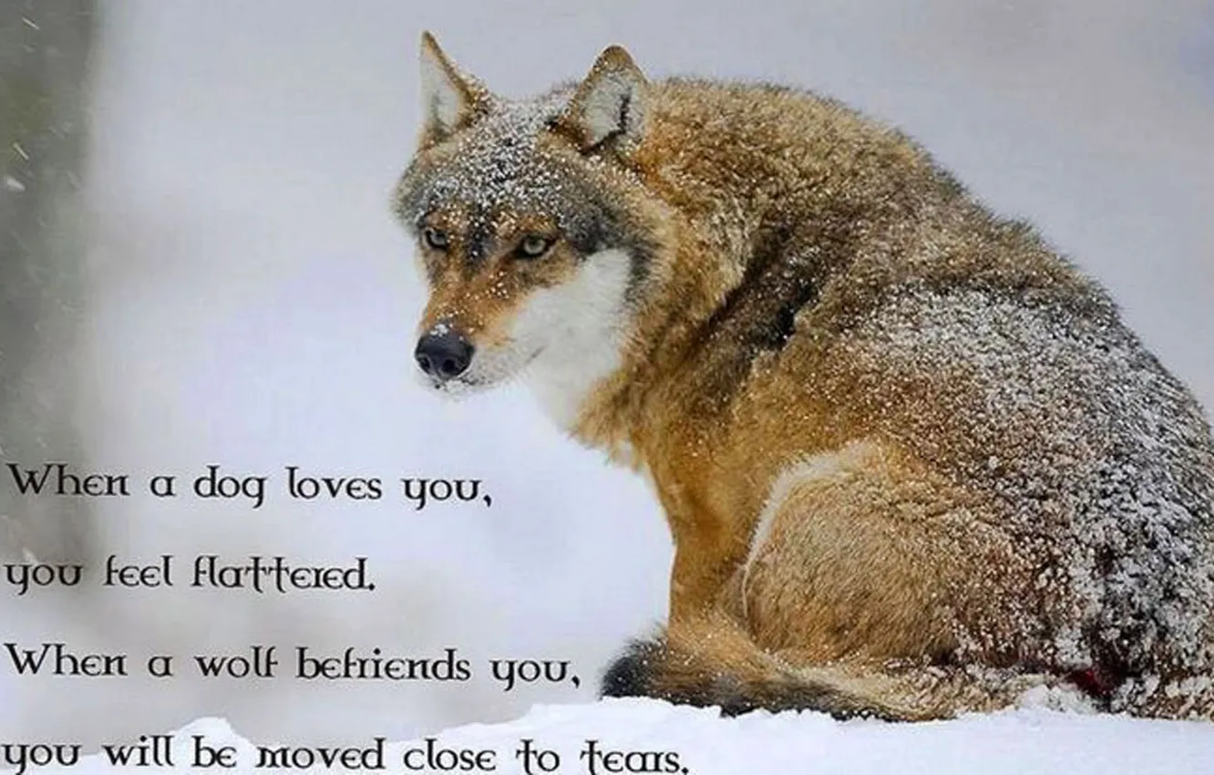 Photo wallpaper animal, quote, sayings, wolf wisdom