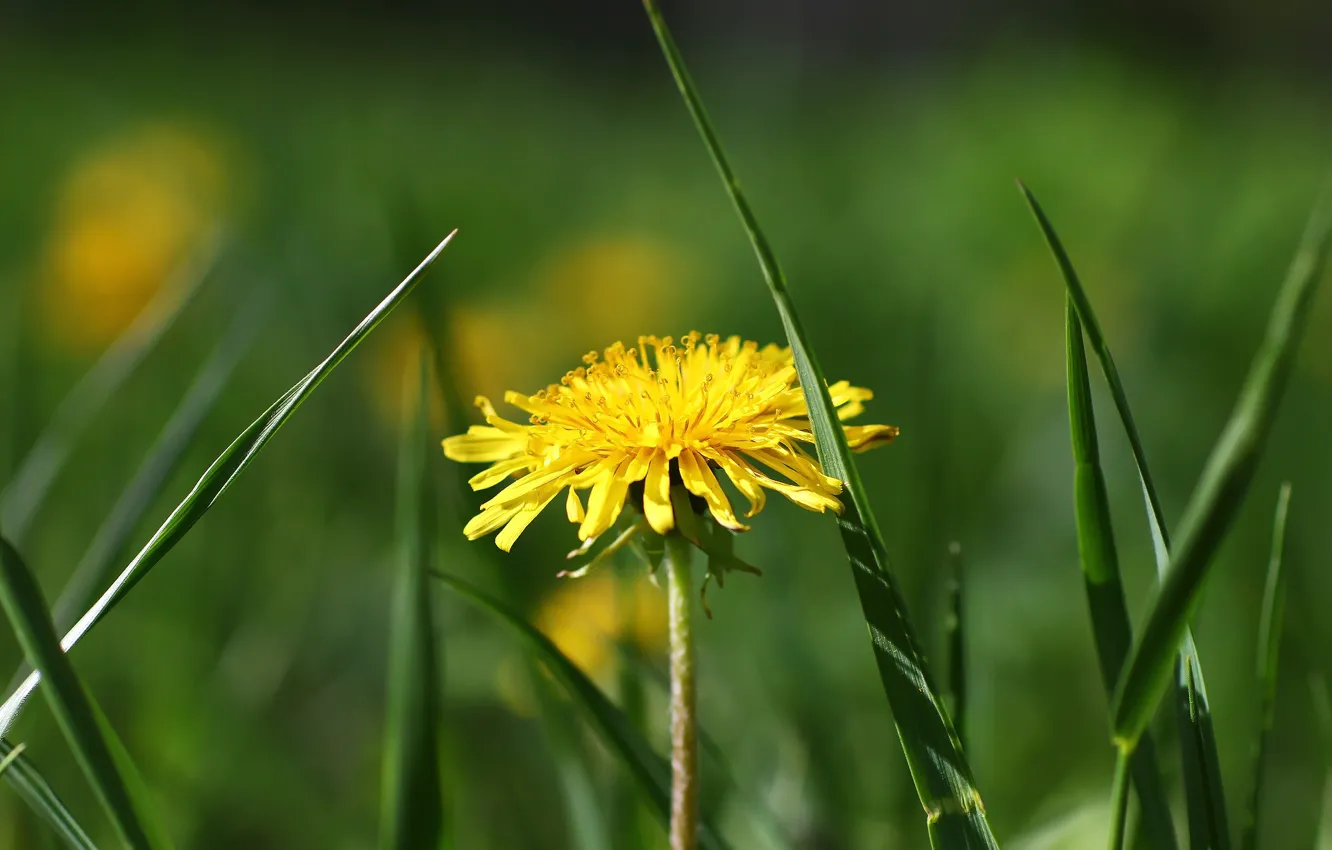 Photo wallpaper greens, dandelion, weed