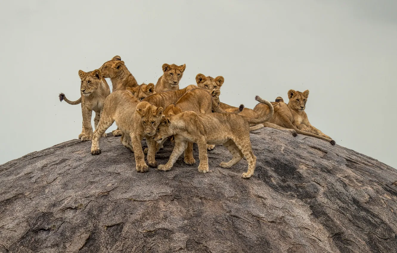 Photo wallpaper nature, The lions, animals