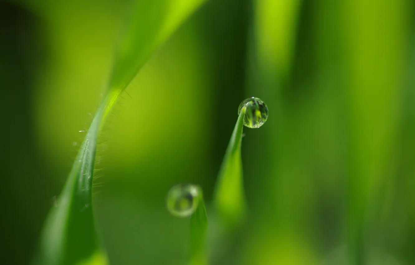 Photo wallpaper grass, drops, macro