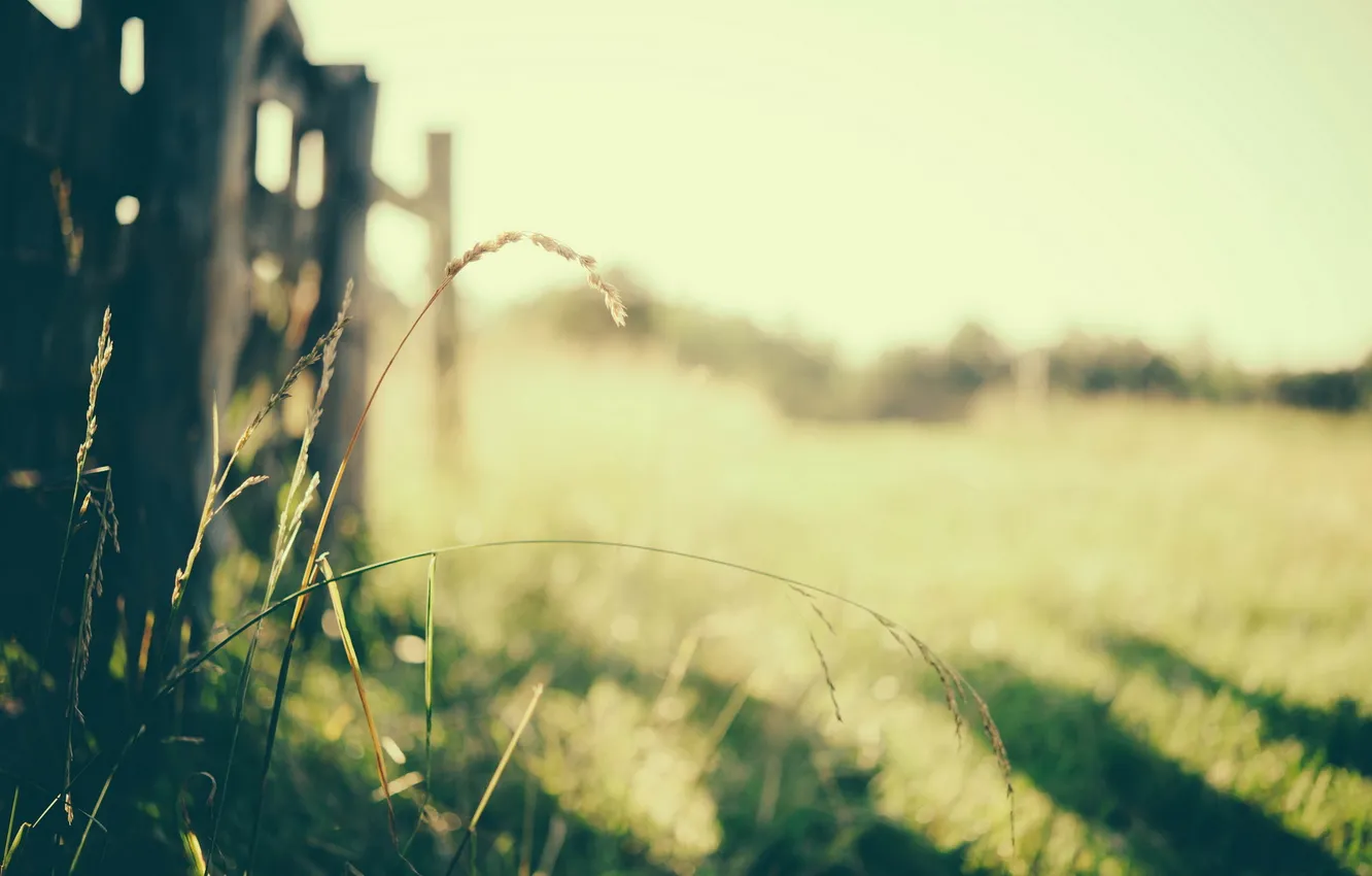 Photo wallpaper grass, nature, the fence