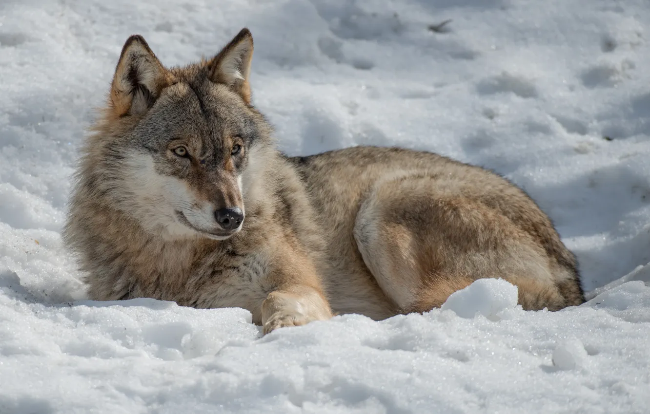 Photo wallpaper winter, the sun, light, snow, stay, wolf, predator, lies